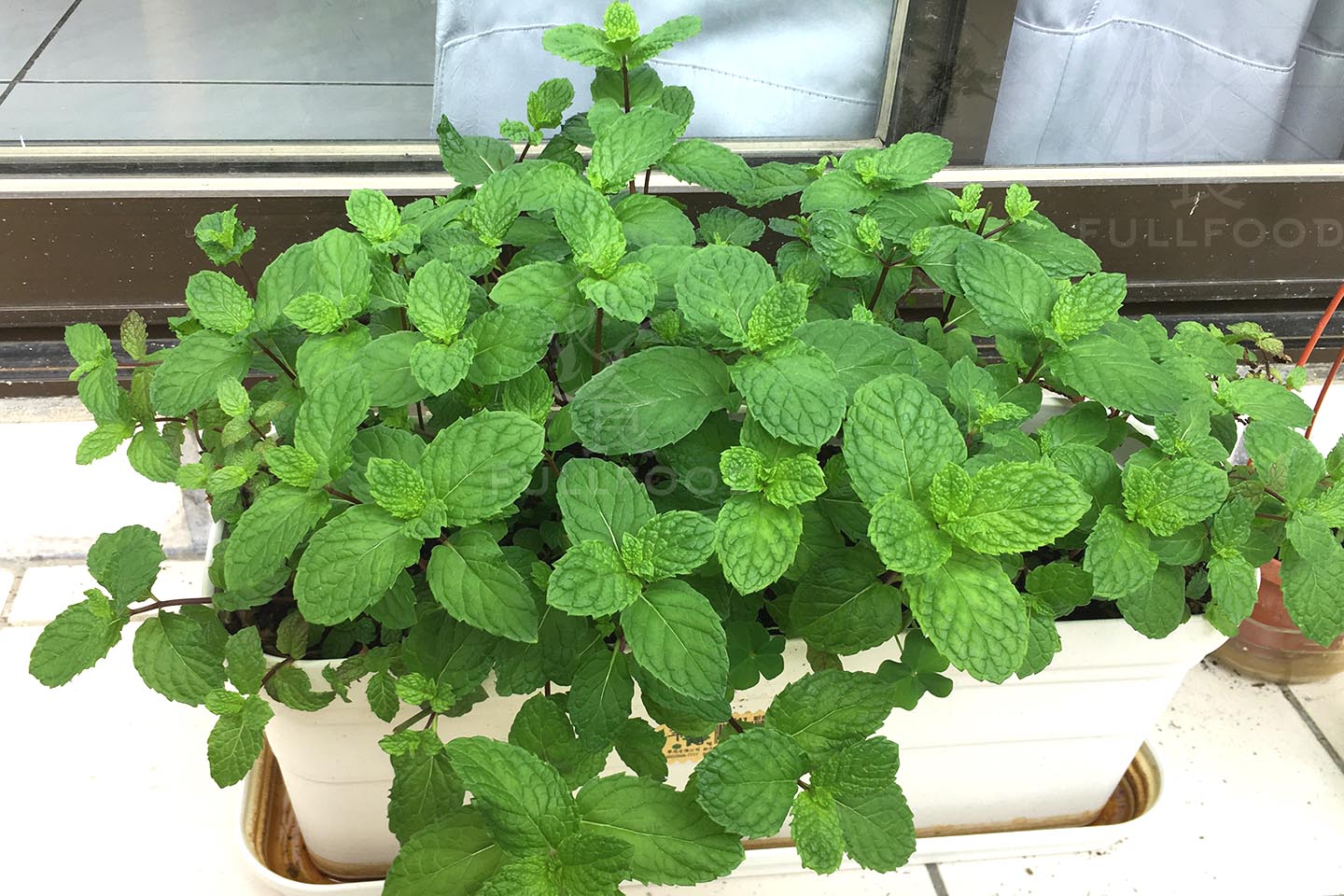 mint-plants